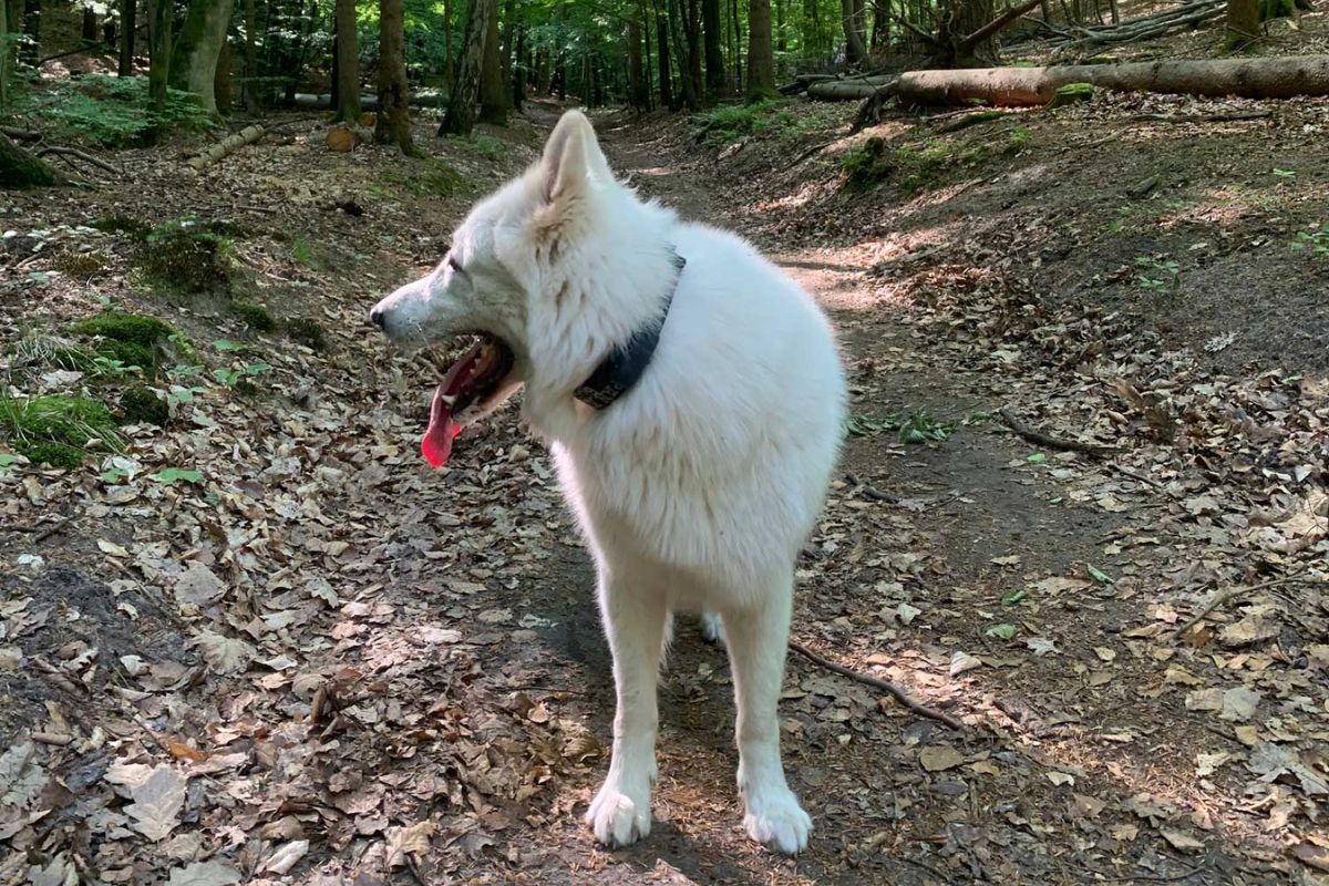 Urlaub mit Hund in Masuren