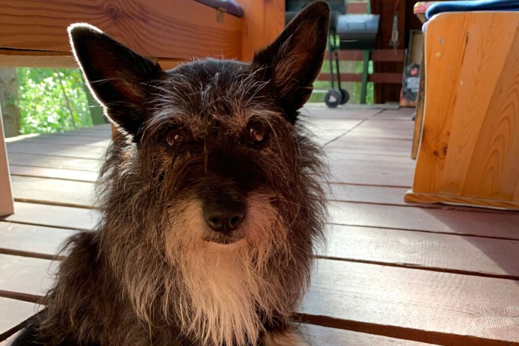 einsame Hütte am See mit Hund - Masuren