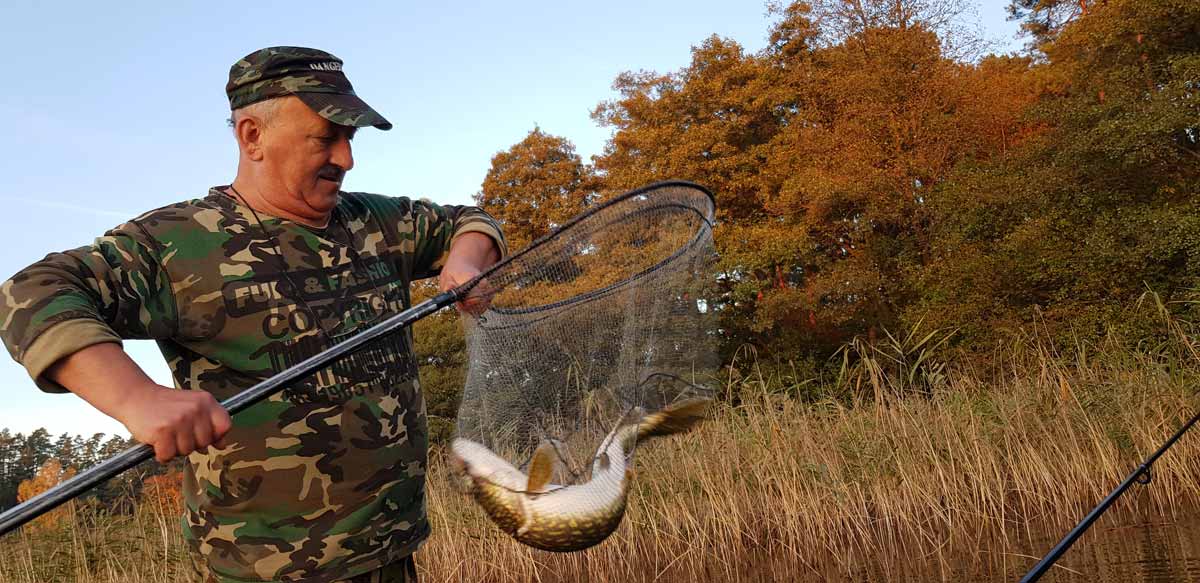 Angler fängt großen Hecht mit dem Käscher auf dem Kalwa-See.